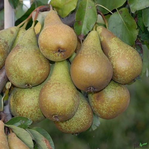 Birnenbaum williams christ - birnenbaum,