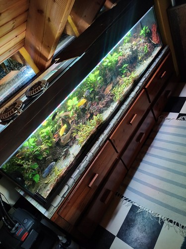 Aquarium komplett inkl - , besatz