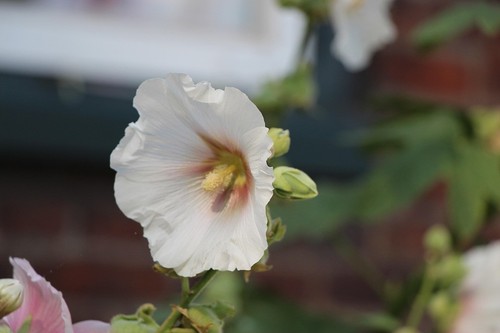 Stockrose bauernrose alcea - stockrose, (alcea