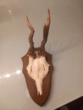 Kleines Rehheweih, abnorm, 3 ENDER