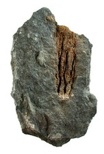 Ordovizium  Cupulocrinus heterobrachialis  Seelilie  Girvan  Schottland  4271