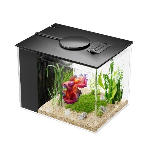 Mini betta aquarium l - betta,