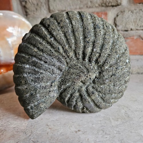 Schnecke tier teich aquarium - schnecke,
