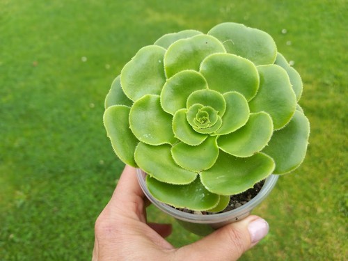 Aeonium pseudotabuliforme - aeonium,