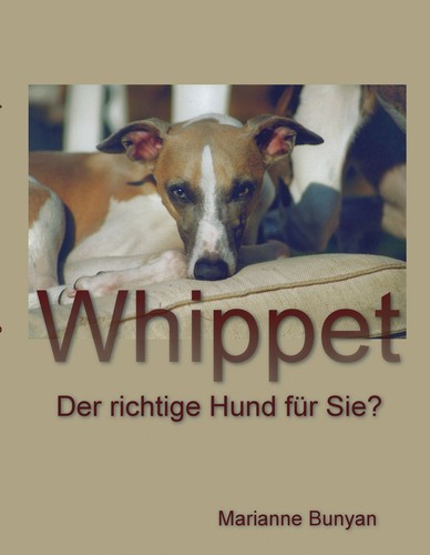 Whippet der richtige hund - richtige, für