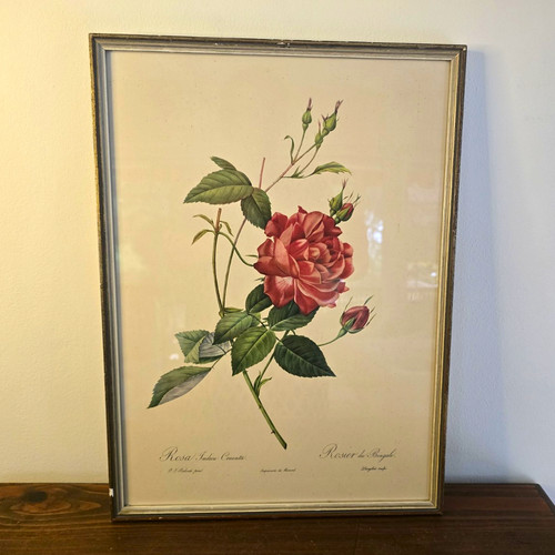 Botanischer rosendruck - botanischer,