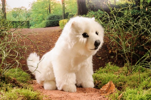 Kösen hund spitz - hund, weiß