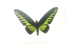 echter präparierter Falter Schmetterlinge im Schaukasten Klarglas hinter Glas