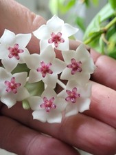 Hoya Bella Porzellanblume 4 Ableger mind. 10 cm