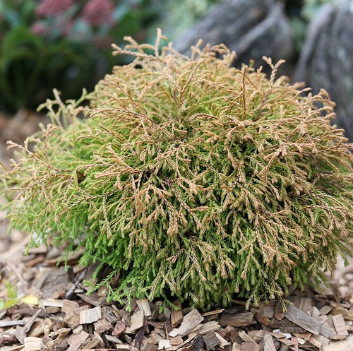Lebensbaum golden tuffet - golden,