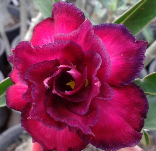 Wüstenrose adenium obesum - adenium,