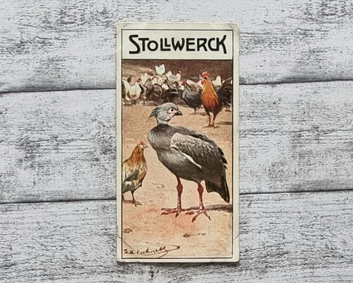 Wehrvogel hühnerhirt 466 - hühnerhirt,
