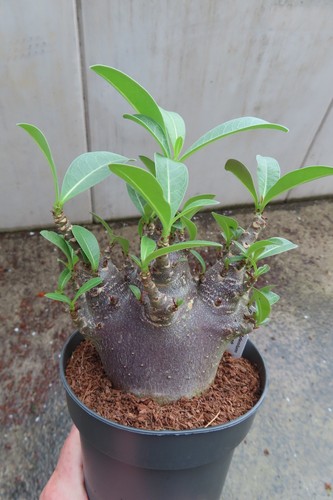Adenium obesum wüstenrose - adenium,