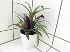 Tradescantia (Rhoeo Spathacea)