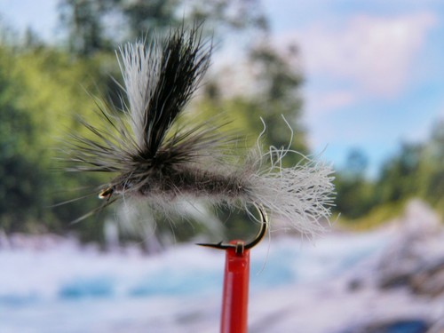 Trockenfliege bivisible dun - ",