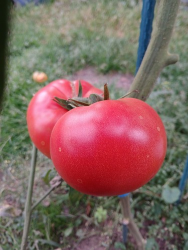 Tomatensamen new yorker 16 - "new, yorker"