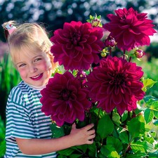 Dahlien Knollen Blumenzwiebeln