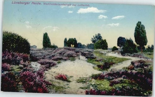 Lutterloh wachholderlandschaft - lutterloh,