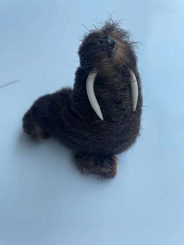 Seehund seerobbe seelöwe - seerobbe, echt