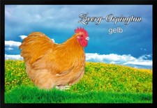 Fußmatte Schmutzfangmatte Hühner Zwerg Orpington gelb F1289	