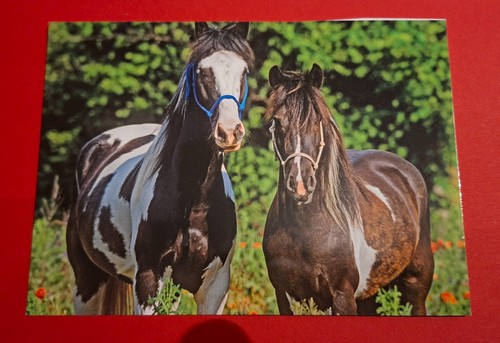 Postkarte fankarte pferd - postkarte,