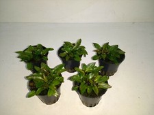 3 Töpfe Cryptocoryne Wendtii
