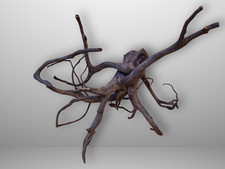 Schwarze Moorwurzel *54cm* /