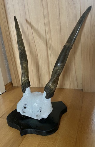 Elandantilope trophäe - elandantilope,