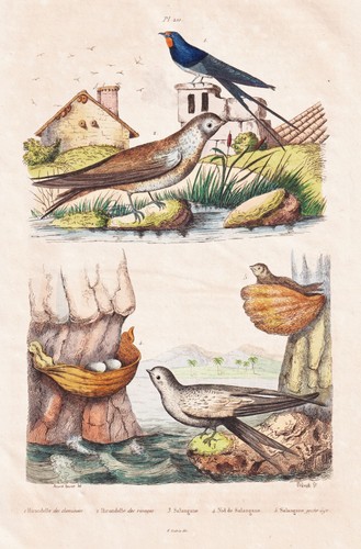 Hirondelle schwalben vogel - hirondelle,