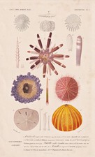 Echinodermes Seeigel sea