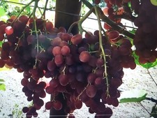 Kernlose Tafeltrauben/Weinreben SHIKIDA