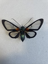 Entomologie*Cocytia
