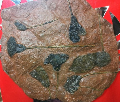 Crinoide platte sehr - crinoide,