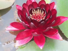 Seerose nymphaea black - seerose,
