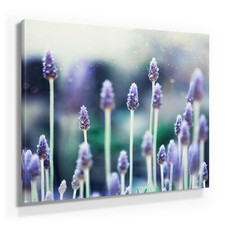 Lavendel Bilder als
