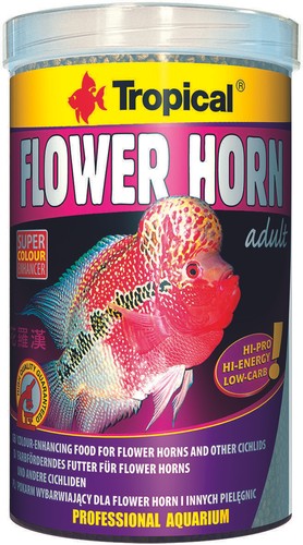 Tropical flower horn adult - tropical,