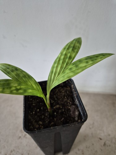 Pinanga curranii palme - pinanga,