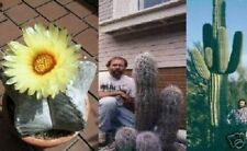 ungewöhnliches Kakteensortiment Riesenkaktus winterhart