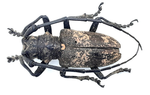 Cerambycidae lamiomimus - cerambycidae,,