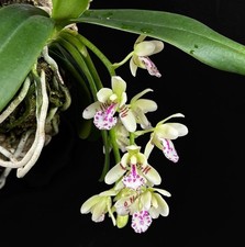 kompakte duft Orchidee