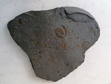 Fossilien Ammoniten aus Ohmden