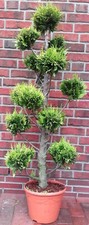 Gartenbonsai, Chamaecyparis lawsoniana Ivonne, hellgrün (130-140 cm) + Dünger