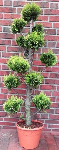 Gartenbonsai chamaecyparis - gartenbonsai,,