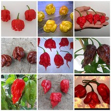 Chilisamen-Mix 110 Samen - scharfe und sehr scharfe Sorten