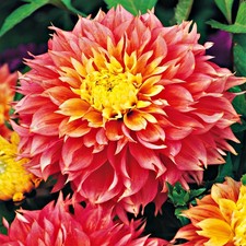 Dahlie Knolle Sommerblumen