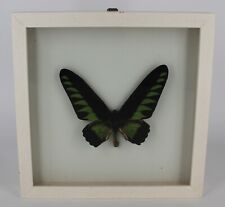 Schmetterling hinter Glas, Ornithoptera brokiana, Malaya, Sumatra