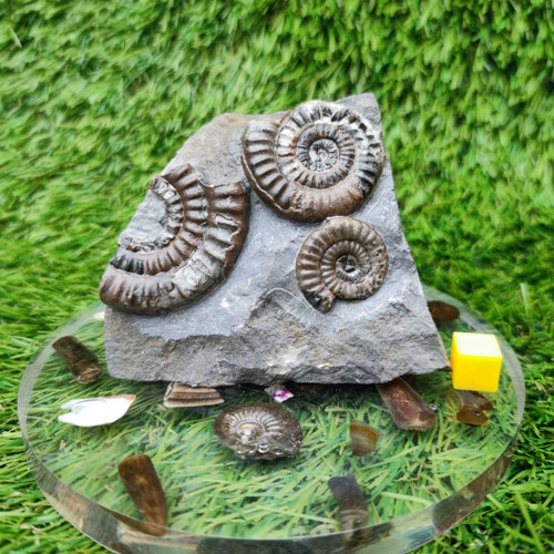 Unterlias ammonit fossil - unterlias,