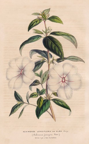 Achimenes longiflora guatemala - achimenes,
