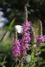 Sale2709 Mignonette Blutweiderich Lythrum Salicaria 20 Samen