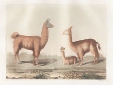 Llama Lama Alpaca Alpaka